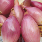 Cipolla rossa di Lucca