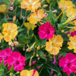 Mirabilis o bella di notte